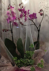 Short Stem Orchid
